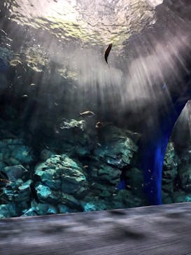 マリンワールド海の中道に投稿された画像（2023/2/19）