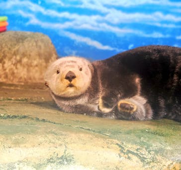 マリンワールド海の中道に投稿された画像（2023/2/19）