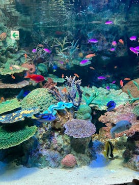 サンシャイン水族館に投稿された画像（2023/2/19）