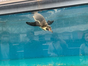 伊豆・三津シーパラダイスに投稿された画像（2023/2/19）