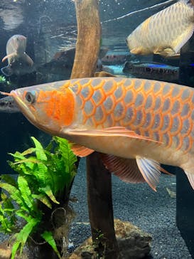 カワスイ 川崎⽔族館に投稿された画像（2023/2/19）