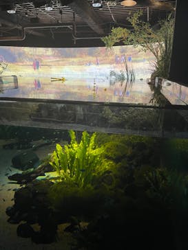 カワスイ 川崎⽔族館に投稿された画像（2023/2/19）