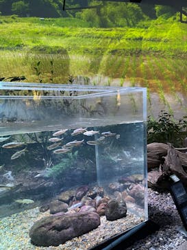 カワスイ 川崎⽔族館に投稿された画像（2023/2/19）