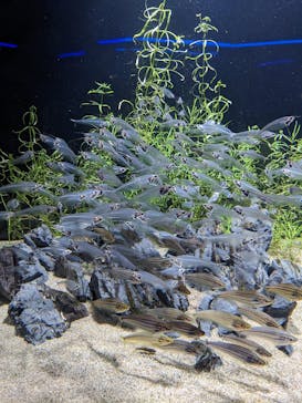 カワスイ 川崎⽔族館に投稿された画像（2023/2/19）