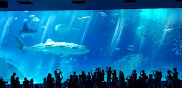 沖縄美ら海水族館に投稿された画像（2023/2/19）