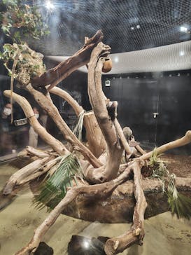 カワスイ 川崎⽔族館に投稿された画像（2023/2/19）