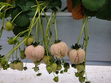 井上寅雄農園に投稿された画像（2023/2/20）