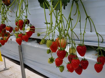 井上寅雄農園に投稿された画像（2023/2/20）