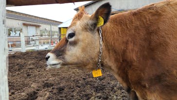 成田ゆめ牧場に投稿された画像（2023/2/20）