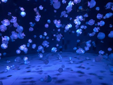 京都水族館に投稿された画像（2023/2/20）