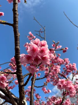 土肥金山に投稿された画像（2023/2/20）