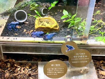 カワスイ 川崎⽔族館に投稿された画像（2023/2/20）