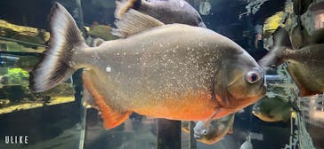 カワスイ 川崎⽔族館に投稿された画像（2023/2/20）