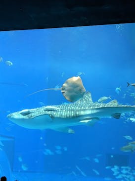 沖縄美ら海水族館に投稿された画像（2023/2/20）