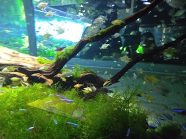 カワスイ 川崎⽔族館に投稿された画像（2023/2/20）