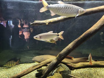 カワスイ 川崎⽔族館に投稿された画像（2023/2/20）