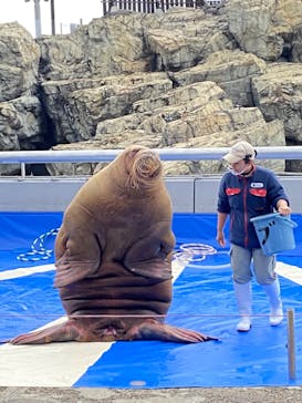 大分マリーンパレス水族館 「うみたまご」に投稿された画像（2023/2/20）