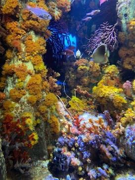 サンシャイン水族館に投稿された画像（2023/2/20）