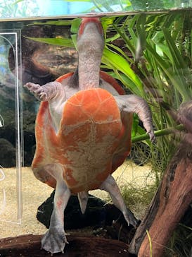 カワスイ 川崎⽔族館に投稿された画像（2023/2/20）