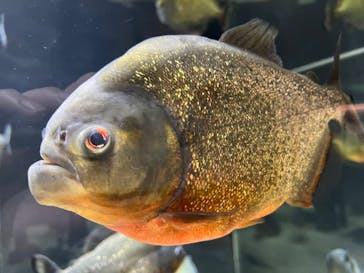 カワスイ 川崎⽔族館に投稿された画像（2023/2/20）