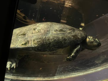 カワスイ 川崎⽔族館に投稿された画像（2023/2/20）