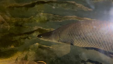 カワスイ 川崎⽔族館に投稿された画像（2023/2/20）