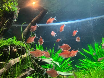 カワスイ 川崎⽔族館に投稿された画像（2023/2/20）