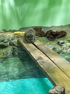 しながわ水族館に投稿された画像（2023/2/20）