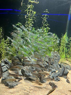 カワスイ 川崎⽔族館に投稿された画像（2023/2/20）