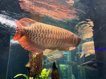 カワスイ 川崎⽔族館に投稿された画像（2023/2/20）