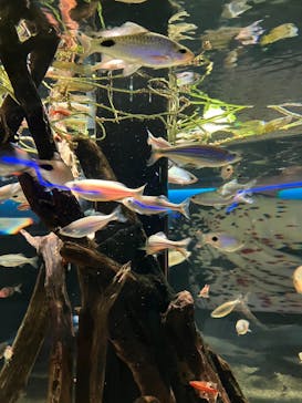 カワスイ 川崎⽔族館に投稿された画像（2023/2/20）