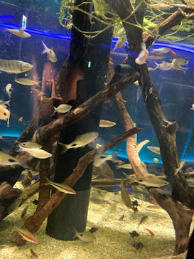 カワスイ 川崎⽔族館に投稿された画像（2023/2/20）