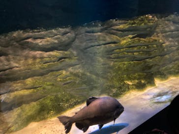 カワスイ 川崎⽔族館に投稿された画像（2023/2/20）