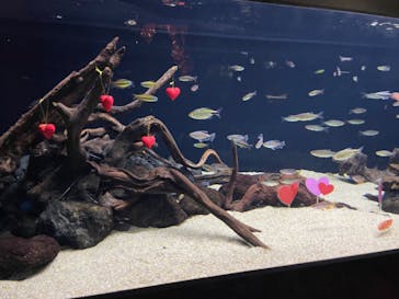 カワスイ 川崎⽔族館に投稿された画像（2023/2/20）