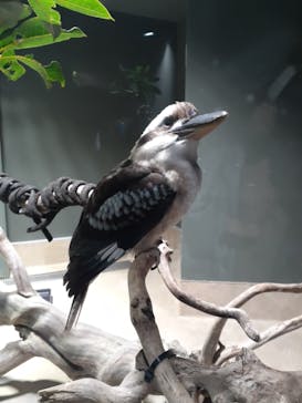 カワスイ 川崎⽔族館に投稿された画像（2023/2/20）