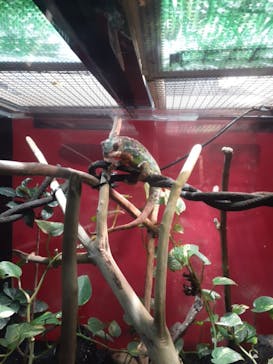 カワスイ 川崎⽔族館に投稿された画像（2023/2/20）