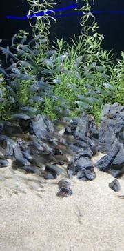 カワスイ 川崎⽔族館に投稿された画像（2023/2/20）