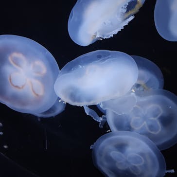 新江ノ島水族館に投稿された画像（2023/2/20）