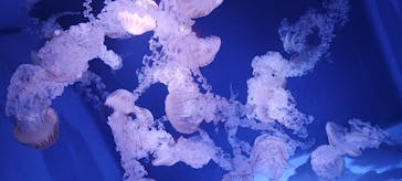 新江ノ島水族館に投稿された画像（2023/2/20）