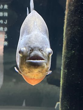 カワスイ 川崎⽔族館に投稿された画像（2023/2/20）