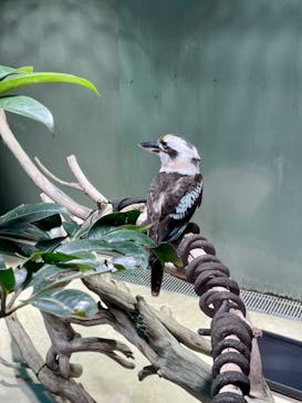 カワスイ 川崎⽔族館に投稿された画像（2023/2/20）