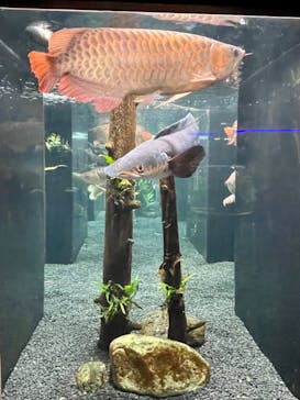 カワスイ 川崎⽔族館に投稿された画像（2023/2/20）