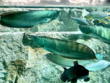 カワスイ 川崎⽔族館に投稿された画像（2023/2/20）