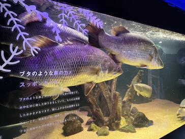 カワスイ 川崎⽔族館に投稿された画像（2023/2/20）