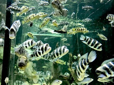 カワスイ 川崎⽔族館に投稿された画像（2023/2/20）