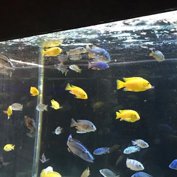 カワスイ 川崎⽔族館に投稿された画像（2023/2/20）