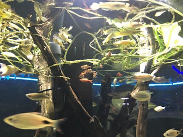 カワスイ 川崎⽔族館に投稿された画像（2023/2/20）