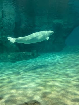 名古屋港水族館に投稿された画像（2023/2/20）