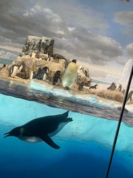 名古屋港水族館に投稿された画像（2023/2/20）