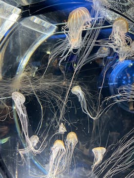 名古屋港水族館に投稿された画像（2023/2/20）